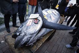 Image result for giant tuna