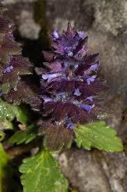 Attēlu rezultāti vaicājumam “Ajuga genevensis leaf”