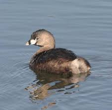 Image result for Podilymbus podiceps