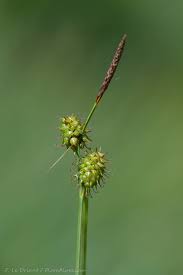 Attēlu rezultāti vaicājumam “Carex lepidocarpa”