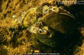 Attēlu rezultāti vaicājumam “Dreissena polymorpha”