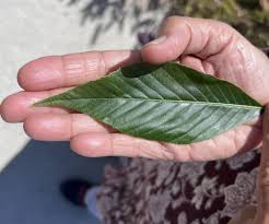 Attēlu rezultāti vaicājumam “Aesculus flava leaf”