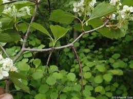Attēlu rezultāti vaicājumam “Crataegus macracantha flower”