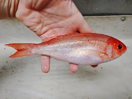 Image result for Rhomboplites aurorubens