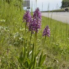 Attēlu rezultāti vaicājumam “Orchis militaris”