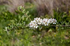 Attēlu rezultāti vaicājumam “Pyrus communis flower”