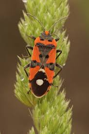 Attēlu rezultāti vaicājumam “Lygaeidae”