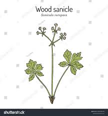 Attēlu rezultāti vaicājumam “Sanicula europaea”