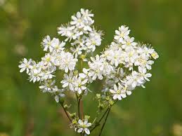Attēlu rezultāti vaicājumam “Filipendula vulgaris bud”