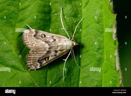 Attēlu rezultāti vaicājumam “Parapoynx stratiotata female”