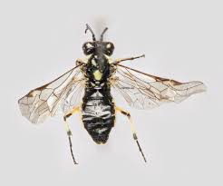 Attēlu rezultāti vaicājumam “Rhogogaster picta”