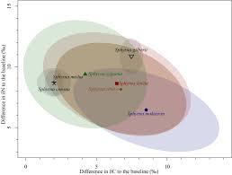 Image result for Sphyrna media