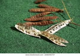Attēlu rezultāti vaicājumam “Robinia pseudoacacia fruit”