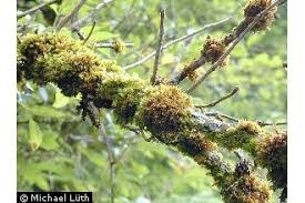 Attēlu rezultāti vaicājumam “Orthotrichum affine var. affine sporophyte”