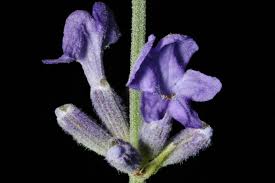Attēlu rezultāti vaicājumam “Lavandula angustifolia flower”