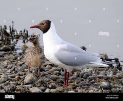 Attēlu rezultāti vaicājumam “Larus ridibundus adult”