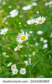 Attēlu rezultāti vaicājumam “Tripleurospermum inodorum flower”