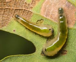 Attēlu rezultāti vaicājumam “Nematus salicis larva”