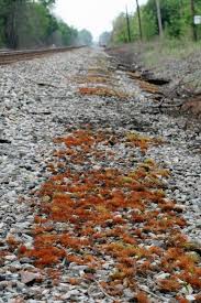 Attēlu rezultāti vaicājumam “Funaria hygrometrica sporophyte”