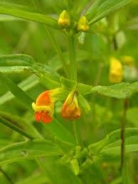 Attēlu rezultāti vaicājumam “Melampyrum sylvaticum”