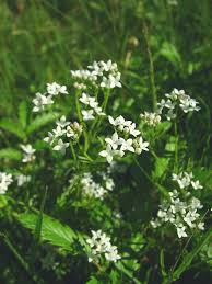 Attēlu rezultāti vaicājumam “Galium palustre fruit”