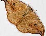 Attēlu rezultāti vaicājumam “Drepana falcataria”