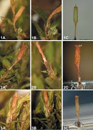 Attēlu rezultāti vaicājumam “Orthotrichum anomalum”