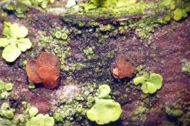 Attēlu rezultāti vaicājumam “Orbilia sp.”