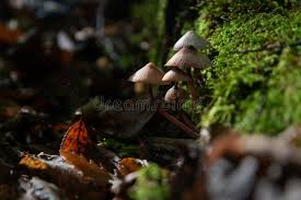 Attēlu rezultāti vaicājumam “Mycena purpureofusca”