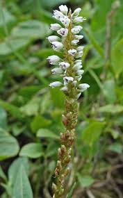 Attēlu rezultāti vaicājumam “Bistorta vivipara”