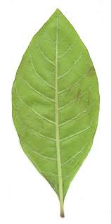 Attēlu rezultāti vaicājumam “Chionanthus virginicus leaf”