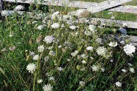 Image result for Daucus carota