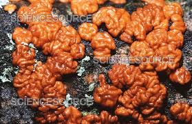 Attēlu rezultāti vaicājumam “Peniophora rufa”