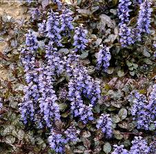 Attēlu rezultāti vaicājumam “Ajuga pyramidalis leaf”