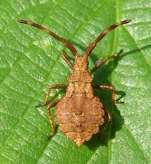 Attēlu rezultāti vaicājumam “Coreus marginatus nymph”