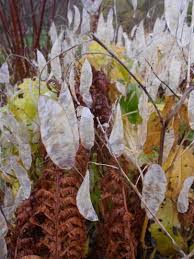 Attēlu rezultāti vaicājumam “Lunaria rediviva leaf”