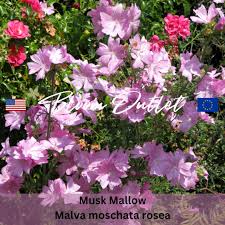 Image result for Malva moschata