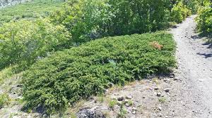 Attēlu rezultāti vaicājumam “Juniperus communis”