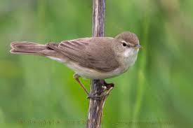 Attēlu rezultāti vaicājumam “Hippolais caligata adult”