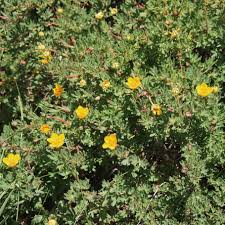 Attēlu rezultāti vaicājumam “Pentaphylloides fruticosa leaf”