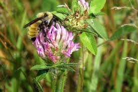 Attēlu rezultāti vaicājumam “Phragmites communis flower”