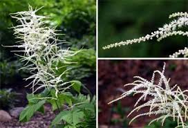 Image result for Aruncus dioicus