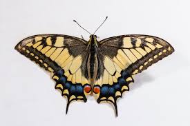 Attēlu rezultāti vaicājumam “Papilio machaon upperside”