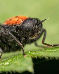 Attēlu rezultāti vaicājumam “Clitellaria ephippium”