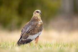 Attēlu rezultāti vaicājumam “Circus aeruginosus adult”