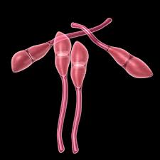 Attēlu rezultāti vaicājumam “Puccinia poarum”