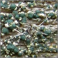 Attēlu rezultāti vaicājumam “Micarea sp.”