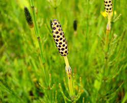 Attēlu rezultāti vaicājumam “Equisetum palustre”
