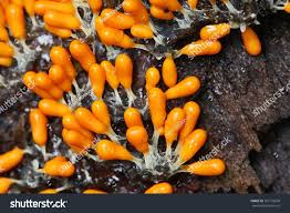 Attēlu rezultāti vaicājumam “Leocarpus fragilis young”