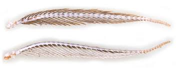 Attēlu rezultāti vaicājumam “Cabera pusaria male”